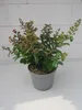 Lagerstroemia indica Purple Star ® - Chinesische Produktbild-Vorschau 3