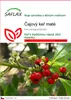 SAFLAX - Čajový keř maté - Ilex paraguariensis - 10 Semena Náhled obrázku produktu 1