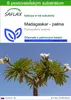 SAFLAX - Madagaskar - palma - Pachypodium lamerei - 10 Náhľad obrázku produktu 1