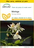 SAFLAX Ensemble de culture - Moringa - 10 graines - Moringa Voir les images du produit 1