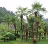 Chinesische Fächerpalme (Trachycarpus fortunei)  - 20 Samen Produktbild-Vorschau 3