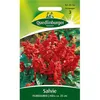 Quedlinburger Saatgut - Salvie Feuerzauber - Samen - 522312 Produktbild-Vorschau 1
