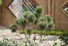 Pinus sylvestris, Waldkiefer, 40–60 cm Produktbild-Vorschau 3