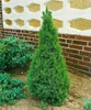 Picea glauca 'Conica', Zuckerhutfichte, kompakt, 20–30 cm Produktbild-Vorschau 12
