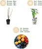 GreenboutiQ - Obstpflanzen - Regenbogen - Rote Produktbild-Vorschau 4
