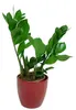 Gardners Zamioculcas zamiifolia, priemer 11 cm Náhľad obrázku produktu 2