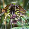 Kwiat nietoperza (Tacca chantrieri)  – 10 nasion Podgląd zdjęcia produktu 1