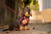 Curli Clasp Vest Pet Air-Mesh Special E. 2022 Ruby S Náhľad obrázku produktu 10