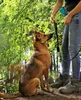 A person and a dog are in a natural setting near water. Anteprima dell’immagine prodotto