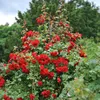 GreenboutiQ - Kletterrose - Rosa Red Climber - Blüte Rot - Produktbild-Vorschau 4