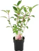 GreenboutiQ - Rispenhortensie - Hydrangea panniculata Produktbild-Vorschau 2