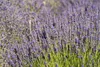 Stauden Gänge 100 x Lavandula angustifolia 'Munstead' -  Produktbild-Vorschau 7
