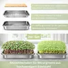 Friendly Fox Microgreens Anzuchtschale aus Edelstahl, 2er Produktbild-Vorschau 4
