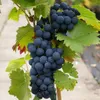 Regent - blaue Weintraube -  pilzfeste Weinrebe ca. 60-100 Produktbild-Vorschau 1