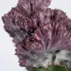 Euphorbia Lactea Cristata, Wolfsmilch, 20-30 cm, Topf 11 cm Produktbild-Vorschau 6