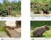 Tierzauber Capybara Tischkalender 10cm x 10cm für 2026 Produktbild-Vorschau 3