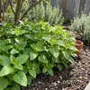 Bloomique - Zestaw 6 sztuk - Melissa officinalis - Melisa Podgląd zdjęcia produktu 1