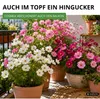 Cosmea Schmuckkörbchen Sensation Mix Samen - Cosmos Produktbild-Vorschau 7