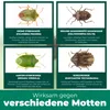 Silberkraft Stinkwanzenspray zur effektiven Produktbild-Vorschau 6