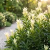 Green boutiQ - 40x Euonymus japonica Paloma Blanca - Voir les images du produit 4