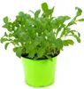 Enseleits Rucola Pflanze, Salatrauke,Diplotaxis tenuifolia, Produktbild-Vorschau 2