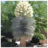 Nasiona Yucca Rostrata - zestaw 10 sztuk - Nasiona roślin Podgląd zdjęcia produktu 8