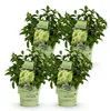 Green boutiQ - Gartenpflanze - Hydrangea panniculata Produktbild-Vorschau 2