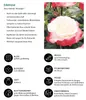 Dehner Rose Edelrose Nostalgie®, Züchter Tantau, Produktbild-Vorschau 3