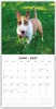 Bull Terriers - Bullterrier 2027 - 16-Monatskalender Produktbild-Vorschau 3
