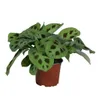 Maranta leuconeura Kerchoveana 30 cm | Korbmarante Produktbild-Vorschau 4