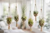 OmniPlants – Tillandsien 5er-Mix mit EXTRA T. fuchsii var Produktbild-Vorschau 5