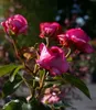 Rosa La Rose de Molinard® - Edelrose - Duft++++ - ADR-Rose Produktbild-Vorschau 2
