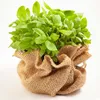 A potted plant of basil wrapped in burlap. Náhled obrázku produktu