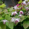 6 x Elfenblume  - Epimedium youngianum 'Roseum'  | Topf 9cm Produktbild-Vorschau 1