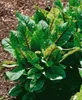 Blut-Ampfer, im 11 cm Topf - Rumex sanguineus Produktbild-Vorschau 9