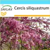 SAFLAX Dárková sada - Strom lásky / strom srdce - Cercis Náhled obrázku produktu 7