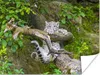 MuchoWow® Poster Schneeleopard - Zweig - Klein 120x90 cm - Produktbild-Vorschau 1