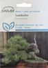 SAFLAX - Goldkiefer - Pinus ponderosa - 20 Samen Produktbild-Vorschau 5