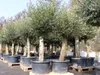 2x Olivenbaum Olive "60 Jahre" 200 - 240 cm, beste Produktbild-Vorschau 7