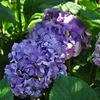 2 x  Ortensia  - Hydrangea macrophylla 'Gertrud Glahn'  | Anteprima dell’immagine prodotto 2