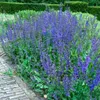 Salvia pratensis, Wiesensalbei, violett, ca. 9x9 cm Topf Produktbild-Vorschau 5