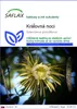 SAFLAX - Kráľovná noci - Selenicerus grandiflorus - 40 Náhľad obrázku produktu 1