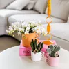 Kolibri Orchids Bílá orchidej Phalaenopsis – Nazaré – Náhled obrázku produktu 10
