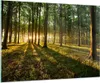 Bilder auf glas - Wald grün Sonnenstrahlen Natur - 100x70cm Produktbild-Vorschau 1