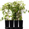 Four black pots with young kiwi plants in them, arranged on a black tray. Produktbild-Vorschau