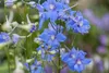 Delphinium x bellad. 'Cliveden Beauty', Rittersporn, blau, Produktbild-Vorschau 2
