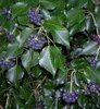 Hedera hibernica - Irian Efeu 125-150 cm | Topf Náhľad obrázku produktu 2