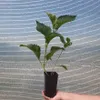Hortensja Deutschland ogrodowa 2L Podgląd zdjęcia produktu 2