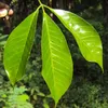 Gummiboom (Hevea brasiliensis) - 2 stuks Productafbeelding-voorbeeld 1