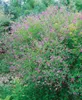 Buszklee (30-40 cm), w doniczce - Lespedeza dwubarwna Podgląd zdjęcia produktu 3